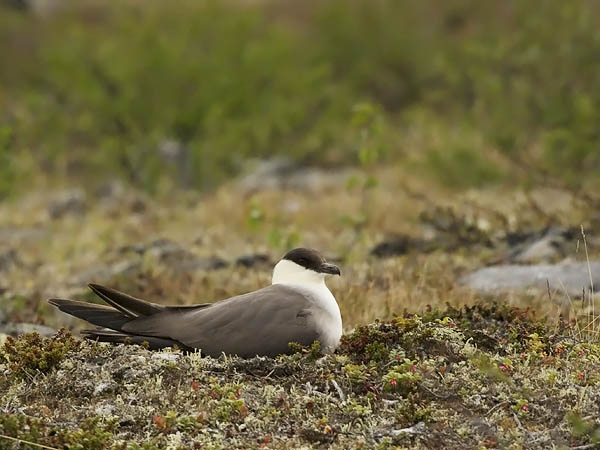 Tunturikihu, Long-tailed Jaeger, Stercorarius longicaudus